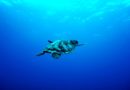 gray turtle swimming under the sea
