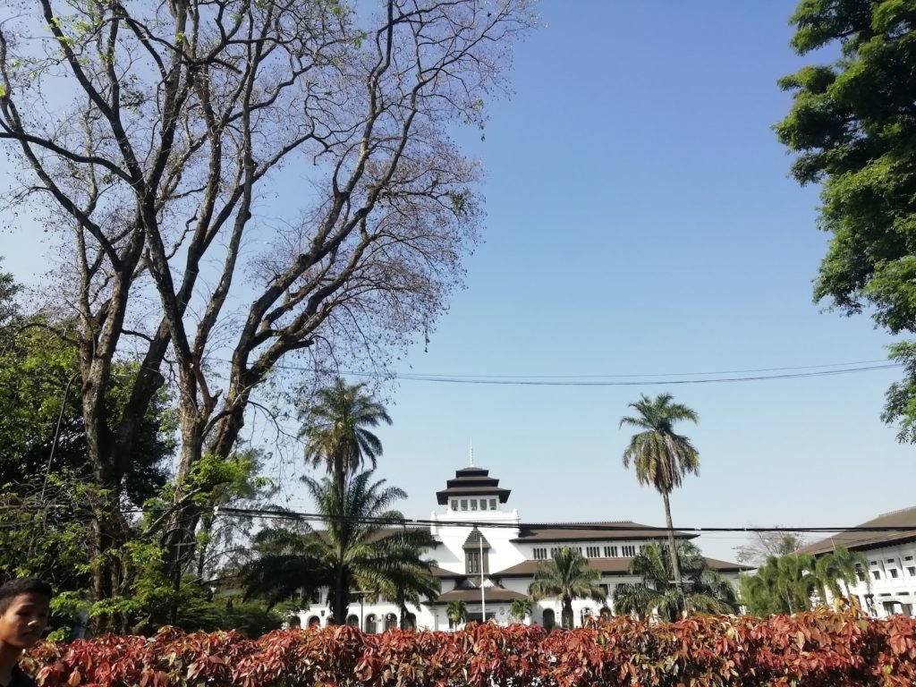coconut tree near building