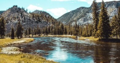 forest and body of water during day