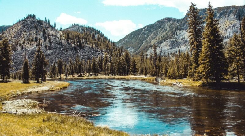 forest and body of water during day