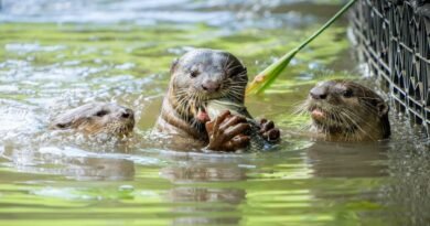 Singapore with Kids: Top Family Attractions, Must-Try Hawker Centers, and Transport Tips