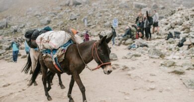 How to Choose the Best Tour Operator in Cusco: A Guide to Safety, Ethics, and Porter Welfare
