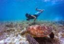Barbados Sea Turtle Snorkeling Guide: Best Spots, What to Expect, and Essential Safety Tips
