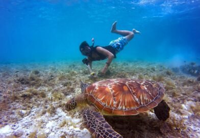 Barbados Sea Turtle Snorkeling Guide: Best Spots, What to Expect, and Essential Safety Tips
